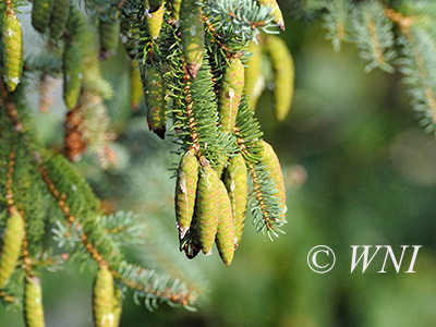 White Spruce (Picea glauca)